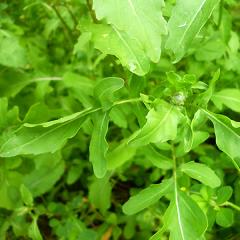 Ароматная грядка: пряные травы на вашем огороде Пряная трава самбо в кулинарии
